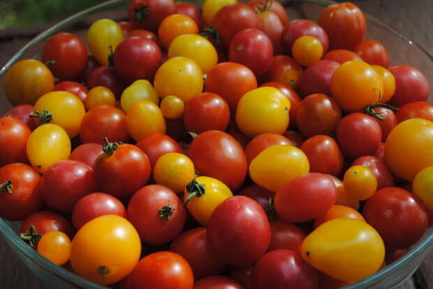 Урожайность горшечных томатов ниже, чем грунтовых, но не всегда ведь дело в количестве плодов...