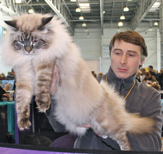 http://mtdata.ru/u28/photo4A1C/20611196246-0/original.jpeg