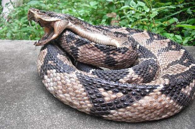 Интересные факты о змее бушмейстер