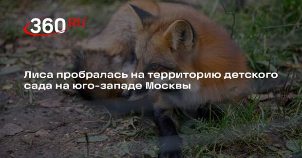 Лиса пробралась на территорию детского сада на юго-западе Москвы