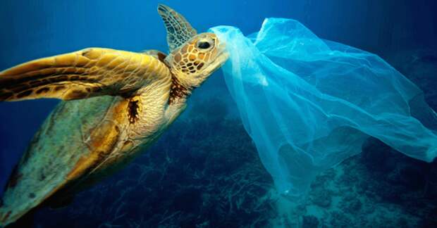 Черепахи принимают целлофановые пакеты за медуз. По итогу, животные задыхаются в пакете, ведь рук-то у них нет. 