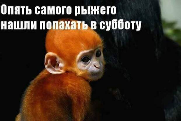 Коллекция весёлых картинок про субботу