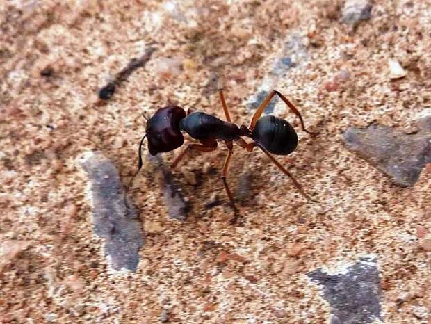 www.myrmecos.net-Big-Ant-Outside-House