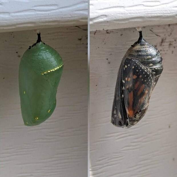 Фотография: 20 странных находок, происхождение которых удалось узнать благодаря Сети №11 - BigPicture.ru