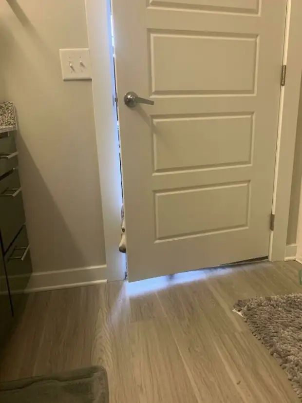 Любопытноносики