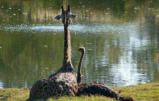 дружба животных жираф и страус 3