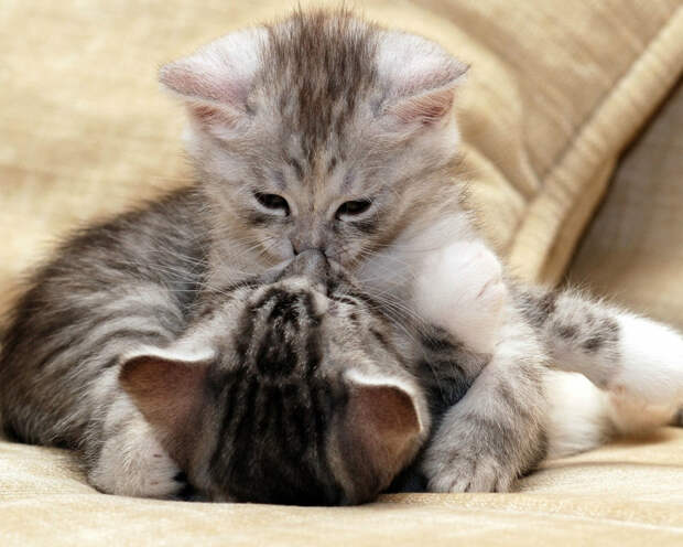 Kissing Animals