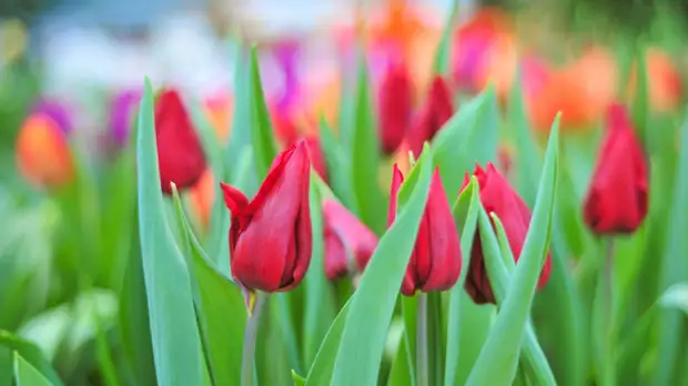 В Москве высадят около 14 млн тюльпанов до конца недели