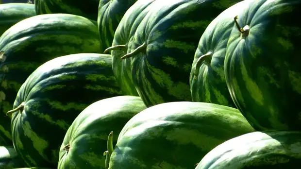 Диетолог оценила возможный вред от чрезмерного употребления арбузов