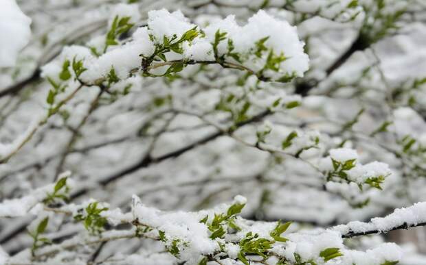 В Рязанской области 21 апреля продолжится снегопад