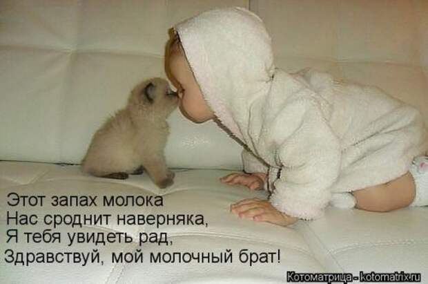 Новые смешные котоматрицы (36 шт)