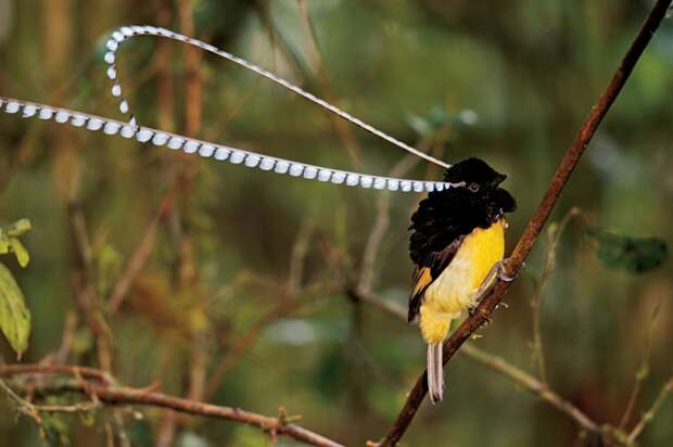 exotic-birds-4