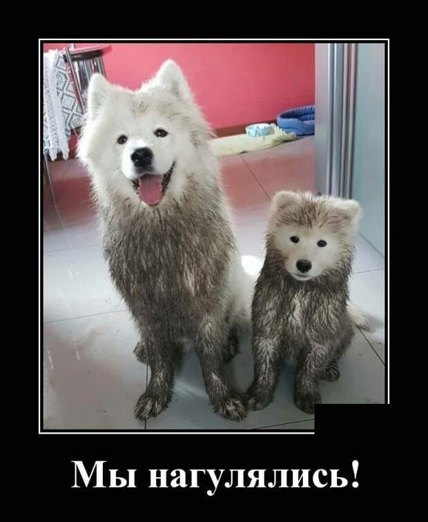 Демотиваторы
