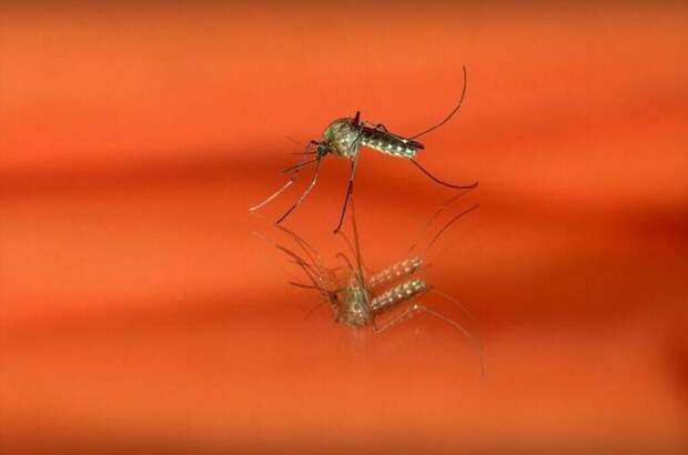 В России зарегистрировали завозной случай лихорадки чикунгунья