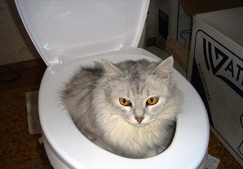кот, прикол, юмор