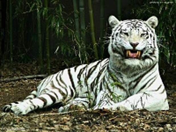 Белые тигры 2
