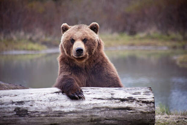 «Выживший» на Аляске: мужчина неделю боролся с медв...