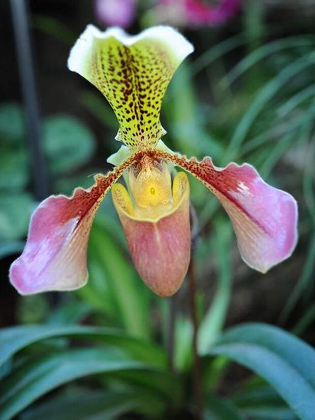 orchids08 orchids08 Экзотические орхидеи