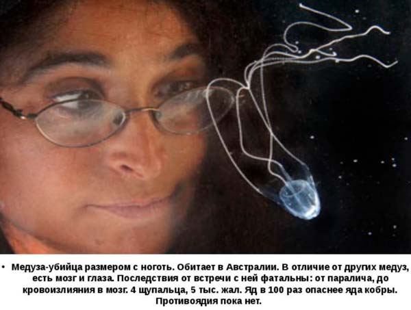 Самая опасная медуза в мире (Топ-5)