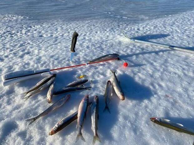 С оторвавшейся льдины в Финском заливе спасли 15 рыбаков