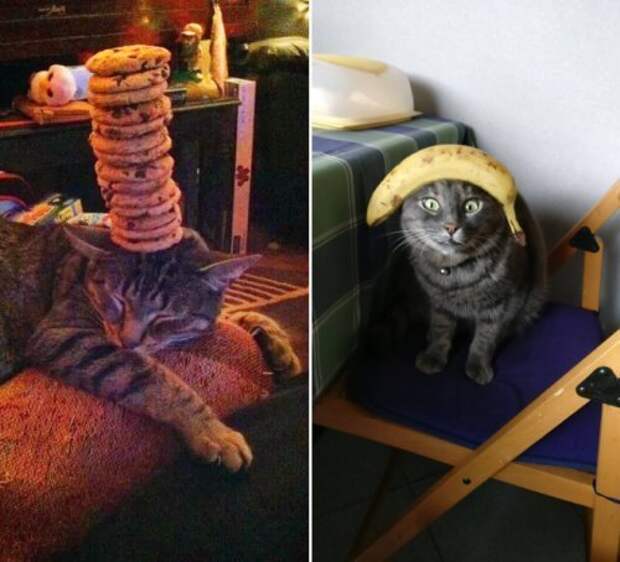Кошки,постигшие дзен кошки, приколы, смешные кошки, юмор.