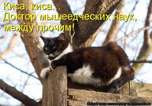 Котоматрицы(картинки с надписями)