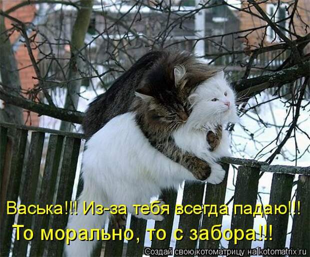 Котоматрица - Васька!!! Из-за тебя всегда падаю!!! То морально, то с забора!!!