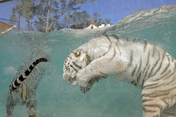 NewPix.ru - Удивительный окрас белых тигров