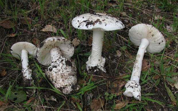 Amanita ocreata. Самые опасные и ядовитые грибы. Фото с сайта NewPix.ru Amanita ocreata. Самые опасные и ядовитые грибы. Фото с сайта NewPix.ru