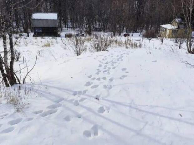 Тигр вышел к заброшенным дачам в Приморье и убил собаку