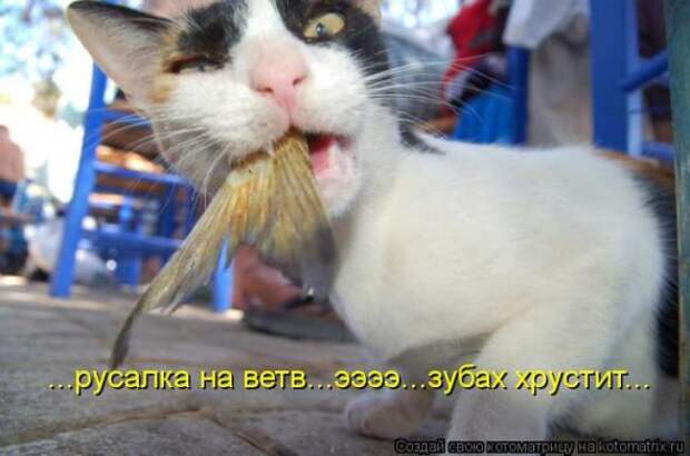 Котоматрицы(картинки с надписями)