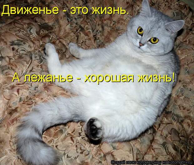 Котоматрица - Движенье - это жизнь. А лежанье - хорошая жизнь!