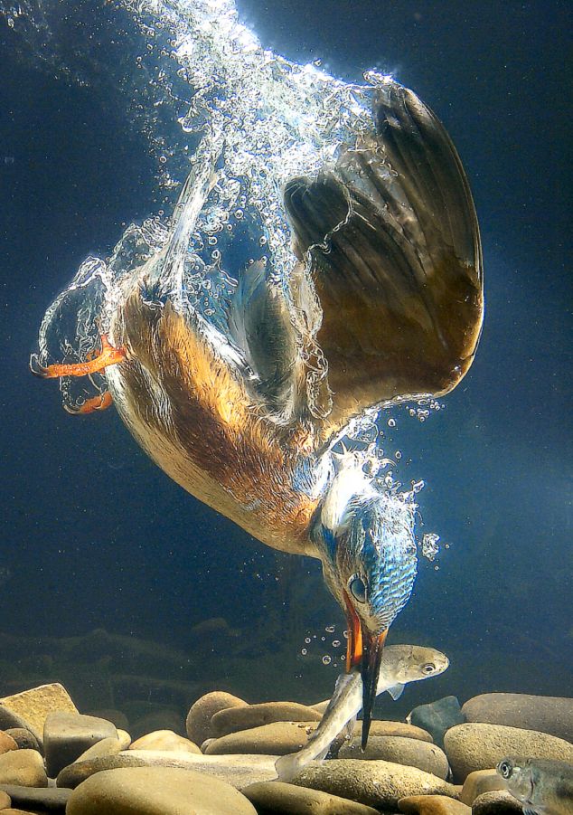 фото птиц