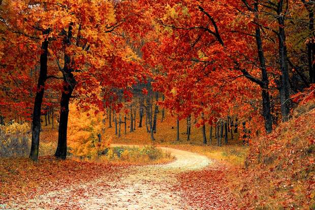 Фестиваль «Золотая осень»: мнение активных граждан. Фото: pixabay.com