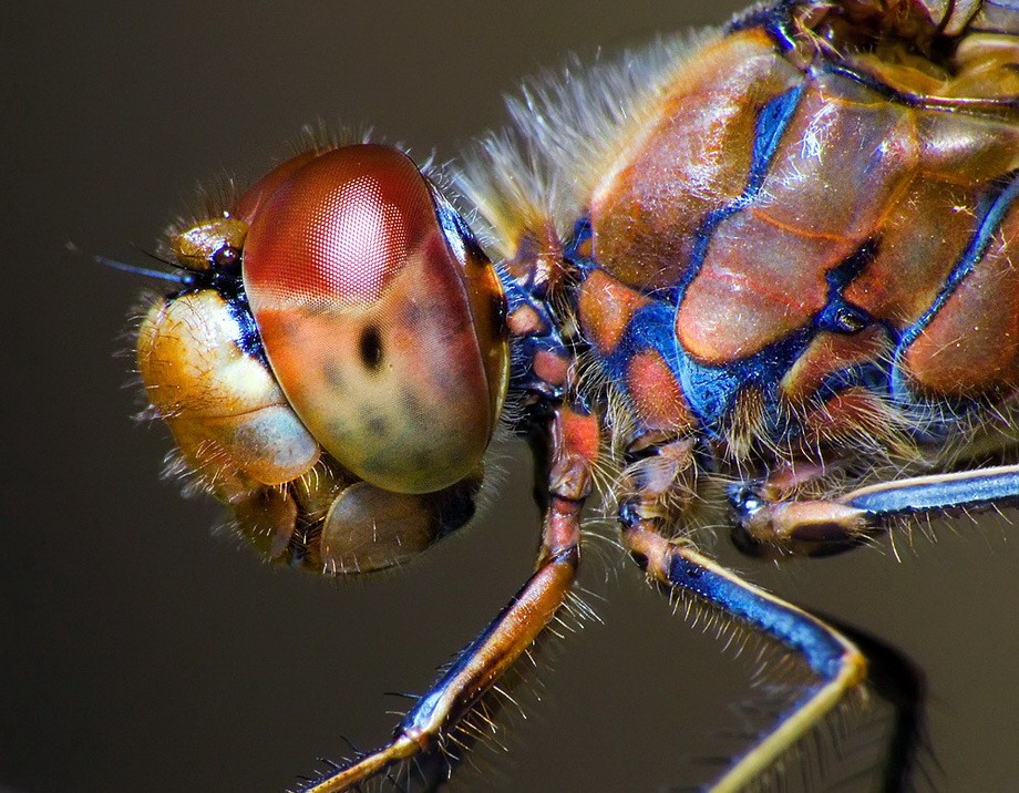 insects24 insects24 Портреты насекомых