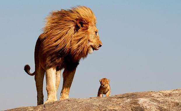 семья животных-львы