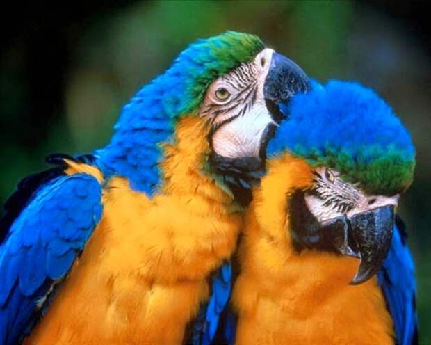 9401-4-animal_in_love_-_8