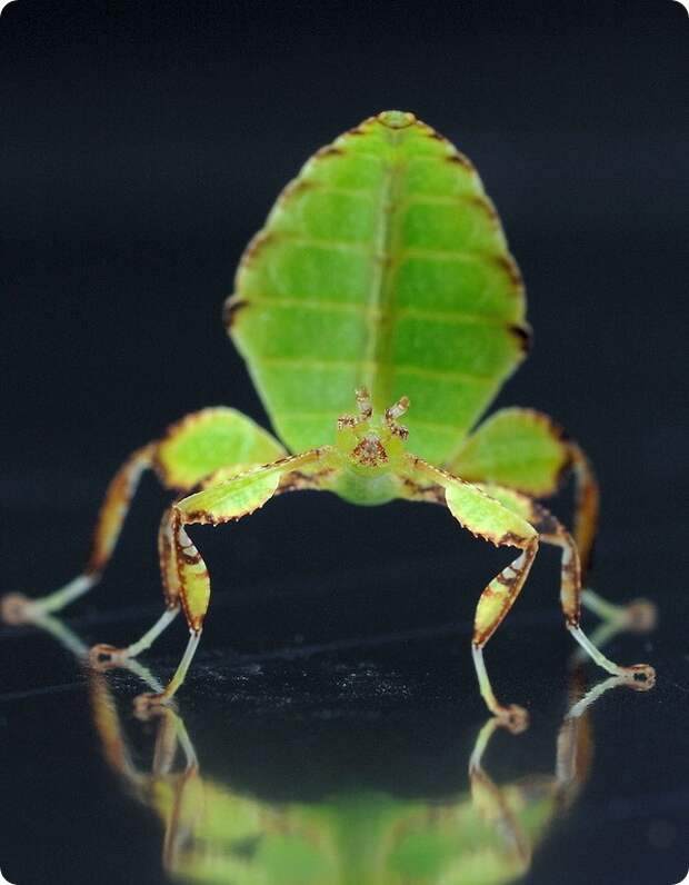 Листотел или листовидка (лат. Phylliidae)