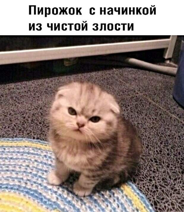 Картинки с котами и про котов