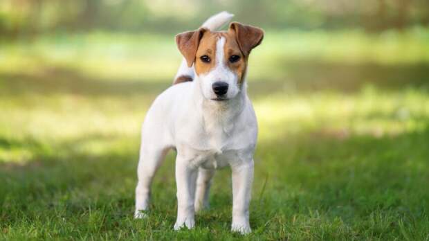 Покупка породистого пса в интернете: ожидание и реальность