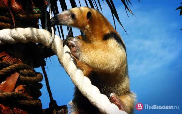 Рейтинг самых вонючих животных: Тамандуа CC0