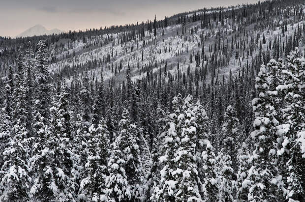 США. Аляска. Прогулка по Национальному парку Денали. (NPS Photo/Tim Rains)