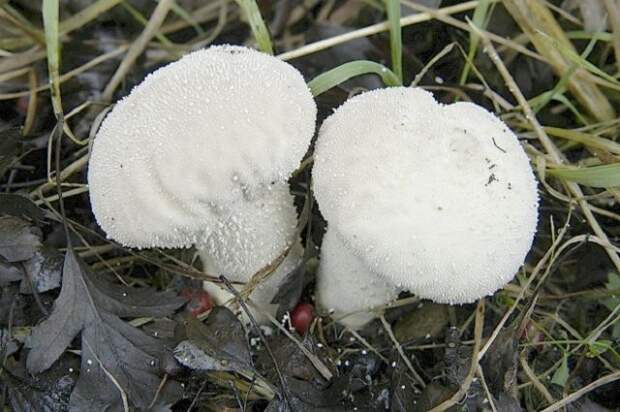 лечебные грибы дождевик