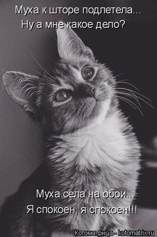 Лучшие котоматрицы недели (50 фото)