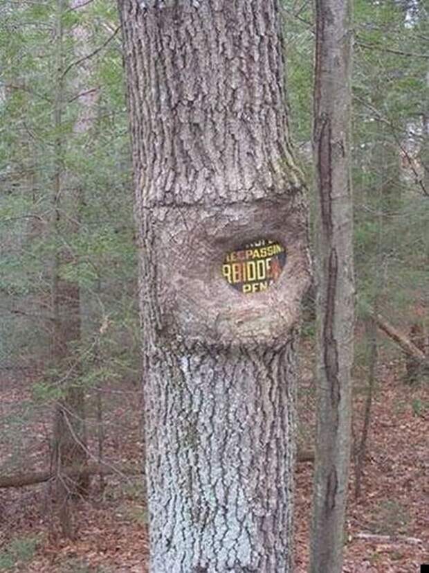 Сила природы (25 фото)