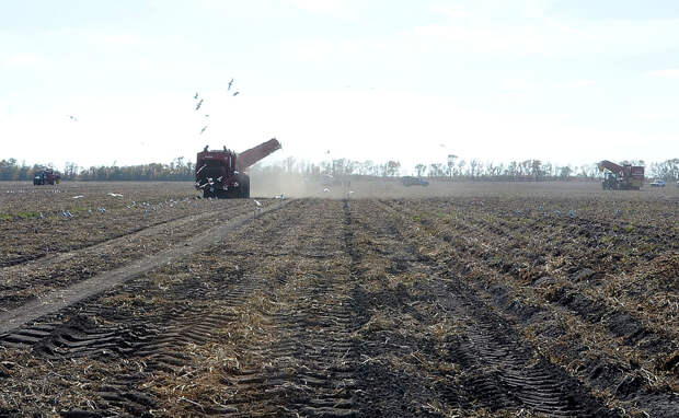 171 Как производят чипсы Lays