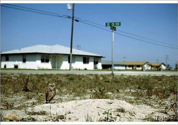 Burrowing Owl nesting in Housing Development - SW FL (Athene cunicularia) Feb