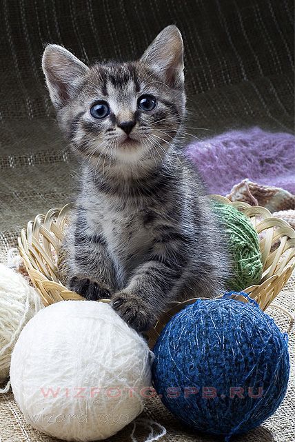 Позитив. Классные животные (89 фото)
