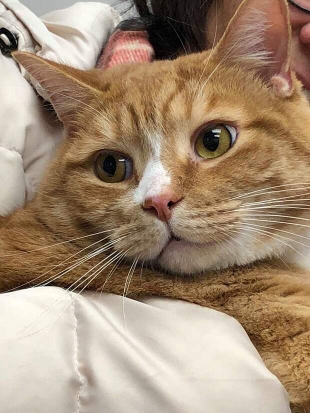 рыжий кот