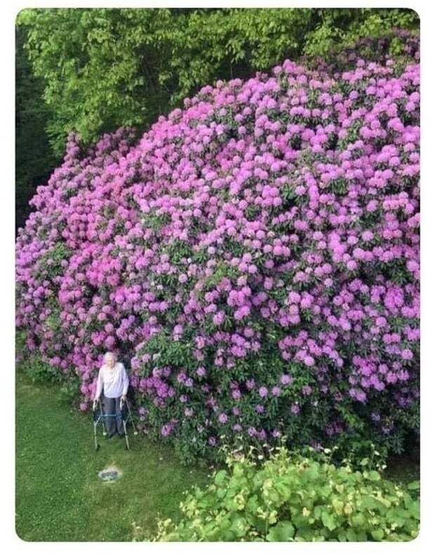 Рододендрон, которому 100 лет, и женщина, которая его посадила Рододендрон, которому 100 лет, и женщина, которая его посадила